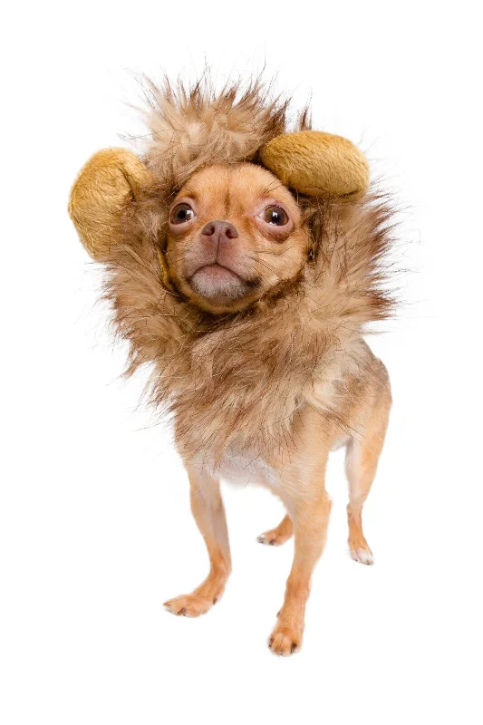 Lion Mane Small Dog Costume