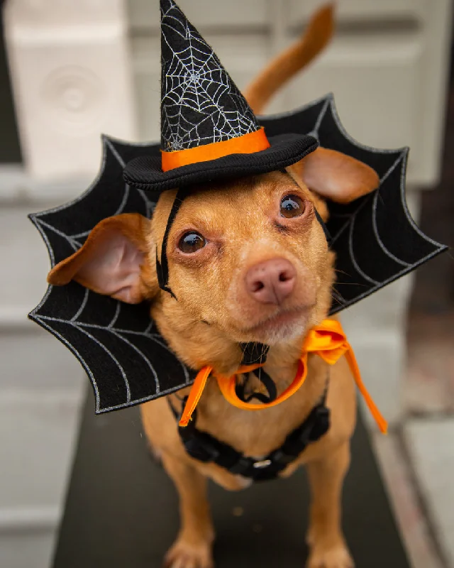 Witch Hat and Collar Set Dog Costume